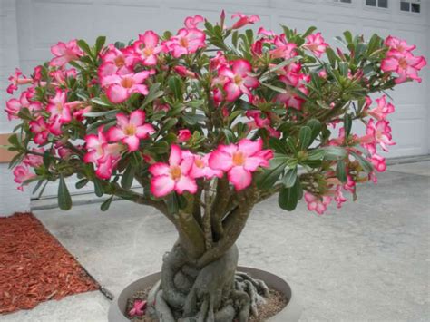 Desert Flower Plant