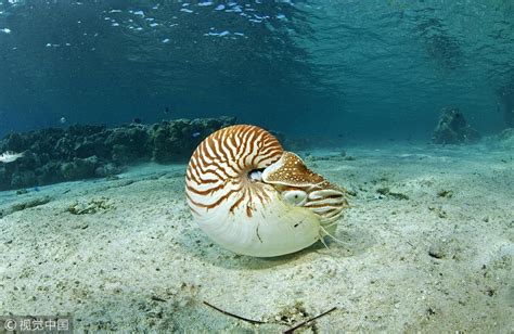 Life Below Water The Prehistoric Nautilus Is Being Wiped Out By Man Cgtn