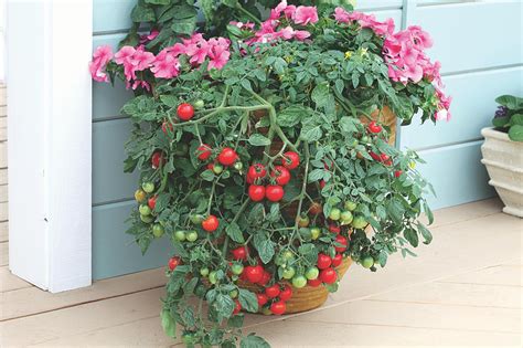 Growing Tomatoes In Pots Container Tomatoes Hgtv
