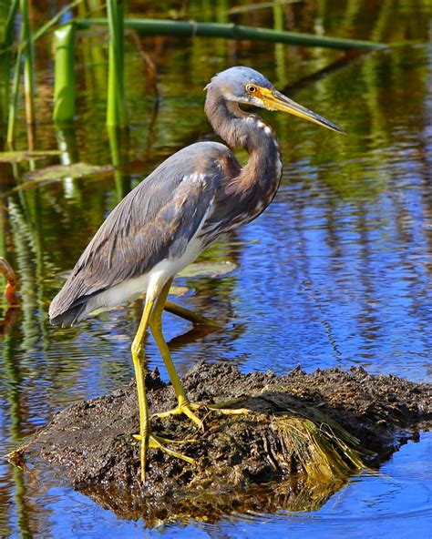 Tri Colored Heron Fun Animals Wiki Videos Pictures Stories
