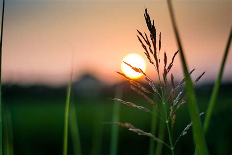 Free Images Nature Branch Light Sun Sunset Field Meadow