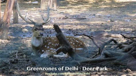 Deer Park Greenzones Of Delhi Hauz Khas Part 2 Jashn Hai Zindagi
