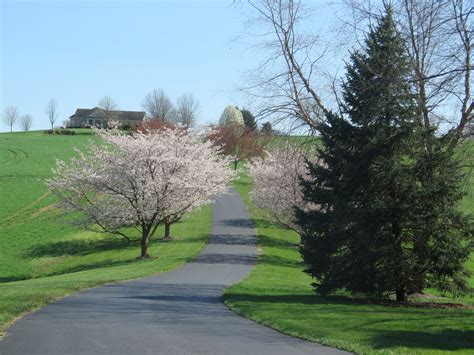 The serious fruit tree growing in virginia red maple trees, white oak trees, and the american elm tree are all native virginia shade trees. Shenandoah Valley Flowering Trees - Picturesque Photo Views