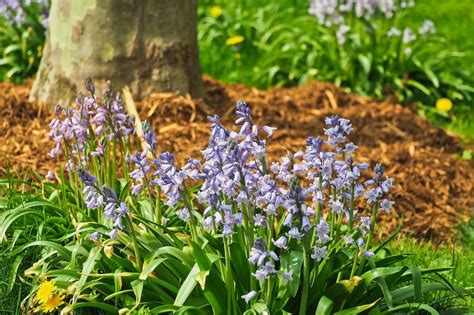 8 Gorgeous Drought Tolerant Shade Plants To Make Your Garden Alive