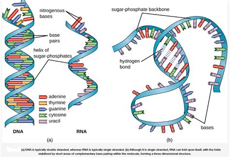 06 (1 point) cytosine and adenine adenine and thymine o guanine and thymine thymine and cytosine 14 evidence suspect c evidence suspect d suspect b evidence suspect a evidence in hirt. SYNTHETIC BIOLOGY (SYNBIO) - Dr Rajiv Desai