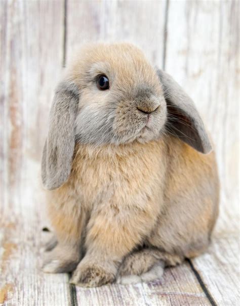 Holland Lop Rabbit Average Cost And How To Find Vlr Eng Br