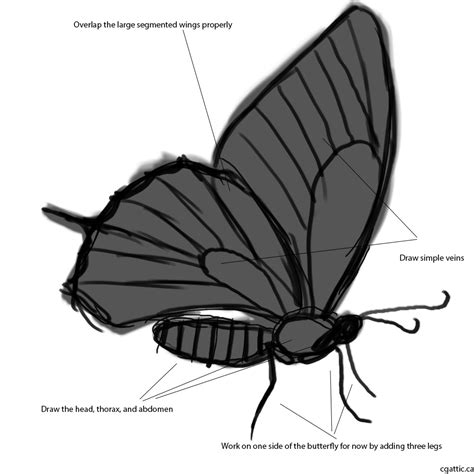 What butterfly drawings really are about? Realistic Butterfly Drawings in 4 Steps With Photoshop