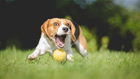 Beagle Dog Catch A Ball In The Air Stock Image Image Of Vertical