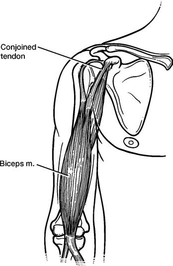 The tendons and the muscles come next. Conjoined Tendon Shoulder Anatomy - Chiropractor in ...