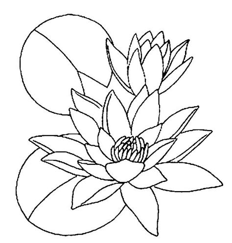 Water Lily Coloring Page At Free Printable Colorings
