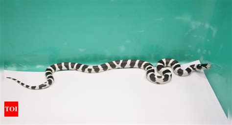 Smuggled Kingsnakes And Other Exotic Species Seized At Chennai Airport