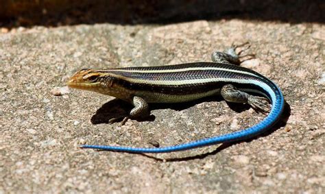 What Are The Different Types Of Skink Lizard With Pictures