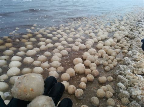 Frozen Ice Balls Of Lake Michigan And Stroomi Beach Amusing Planet