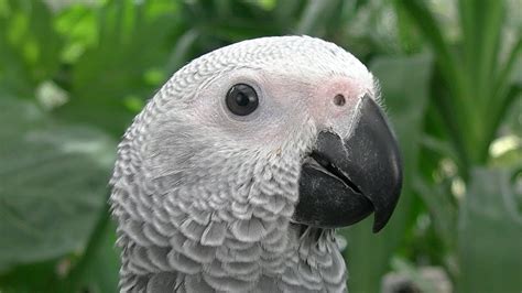 African Grey The Most Popular Talking Parrot Youtube