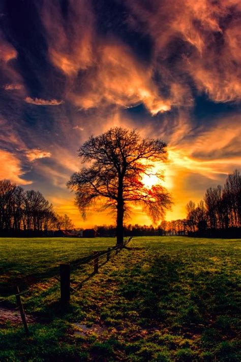 Photograph Tree At The Fence By Stefan Kierek On 500px Beautiful