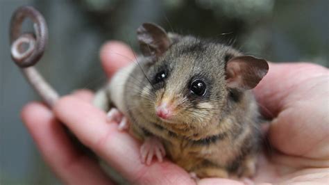Riverina Urged To Help Save Mountain Pygmy Possum With Lights Off For