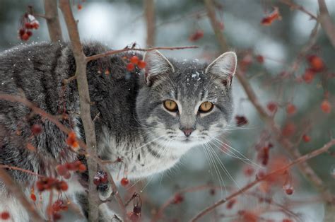 Hunting predators in south texas (coyotes & bobcats). How to offer kindness and shelter to feral cats in winter ...