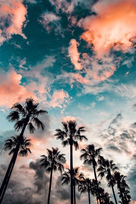 Blue Sky With Clouds Tall Palm Trees Aesthetic Iphone Wallpaper