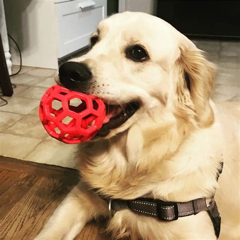 Subsequent judicious crosses were made with other black retrievers, tweed. Beautiful Ellanor :-) | Cutest puppy ever, Golden dog ...