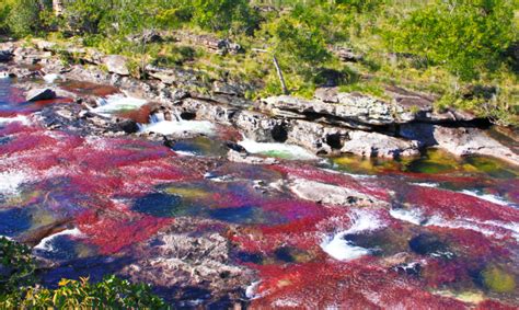 Caño cristales, el río de los siete colores. Todo lo que debes saber para viajar a Caño Cristales