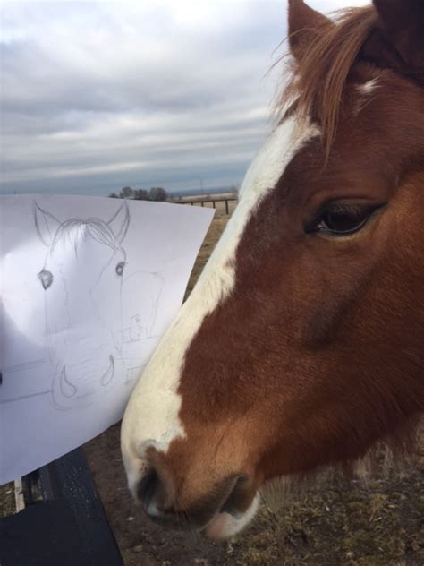 Bad Horse Drawing By Lolley Pop On Deviantart
