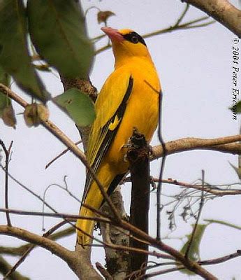 Jenis-jenis Burung Di Nusantara Lengkap Dengan Foto dan Ciri-cirinya | 1001 Catatan, Cara dan Tips
