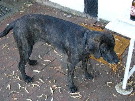 Plott Hound Information Dog Breeds At Thepetowners