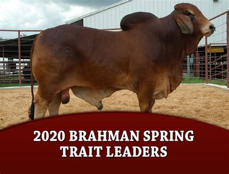 The other characteristics of these cattle are their horns, which usually curve upward and are sometimes tilted. Brahman Cattle Definition / Brahman Calves For Sale ...