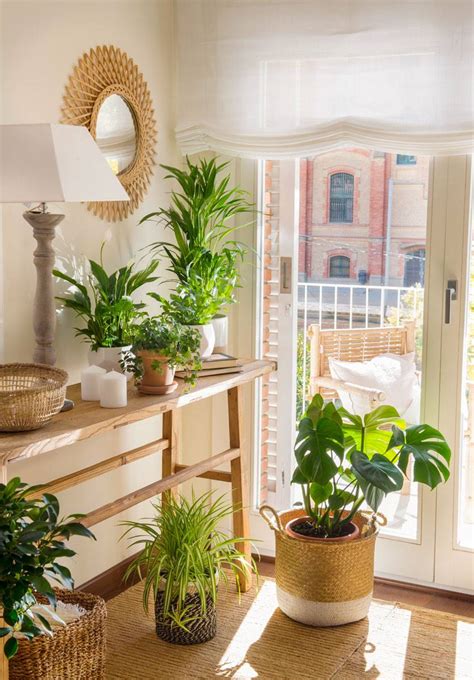 The Perfect Plants For Every Room In Your Home