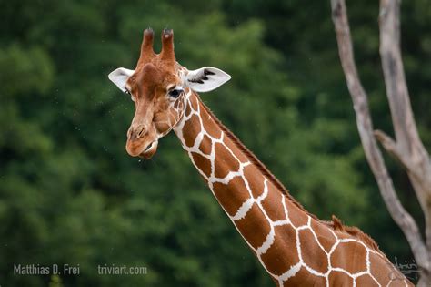 Zu Besuch Im Zoo Zürich › Triviart