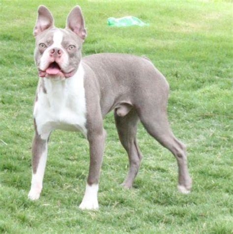 They would be a perfect part of your family. AKC male Champagne/Lilac Boston Terrier for Sale in ...