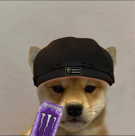 A Brown Dog Wearing A Black Hat And Holding A Purple Monster Energy Bar
