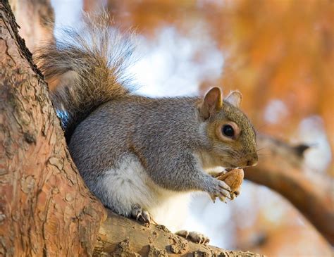 What Is The Average Lifespan Of A Red Squirrel In An Urban Neighborhood