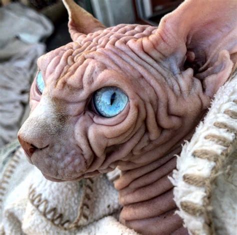 Photos Sphynx Cat Goes Viral For His Terrifying Glare