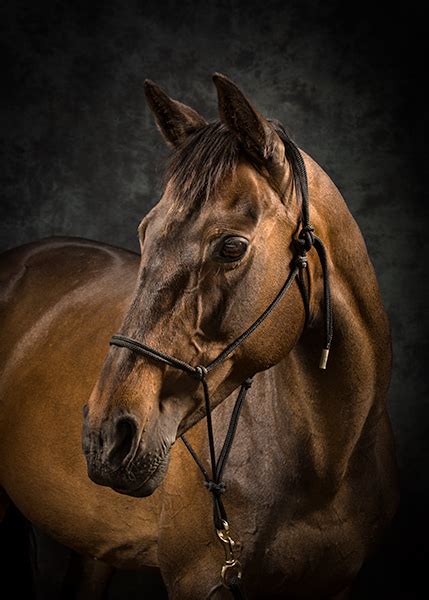 Horse Photographer Portraits Uk Equinestudiophotography Horses