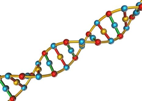 Adn — la double hélice d'acide désoxyribonucléique (adn) est le supportde l'information génétique: Significado de ADN