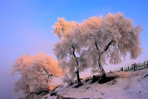 Jilin Ice Rimmed Trees Island Wusong Dao Cn