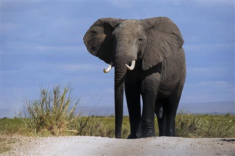 Pourquoi Les éléphants Ne Peuvent Ils Pas Sauter Cnewsfr