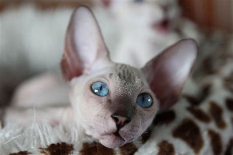Pin By Lady Godiva Cattery On Hairless Russian Peterbald Dwelf Cat
