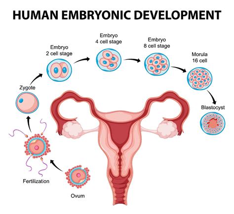 Human Embryonic Development In Human Infographic 6351697 Vector Art At Vecteezy