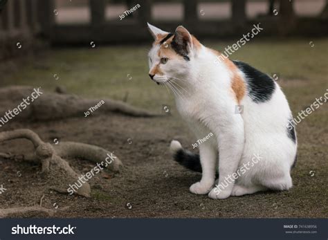 Calico Cats Domestic Cats Spotted Particolored Stock Photo 741638956