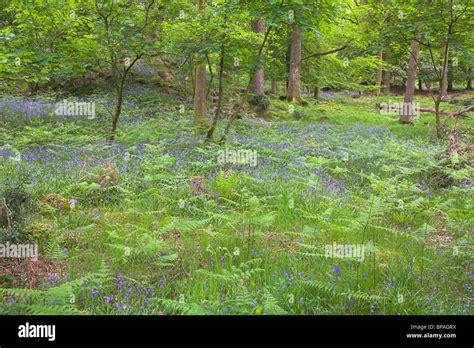 Common Bluebell Hyacinthoides Non Scripta Woodland At Barkbooth Lot