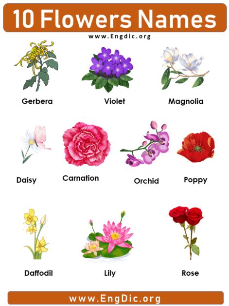 10 Flowers Name With Pictures Definition And Examples Engdic