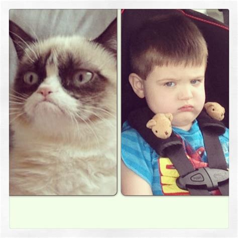 Grumpy Cat Grumpy Toddler Grumpy Cat Angry Cat Cool Cats