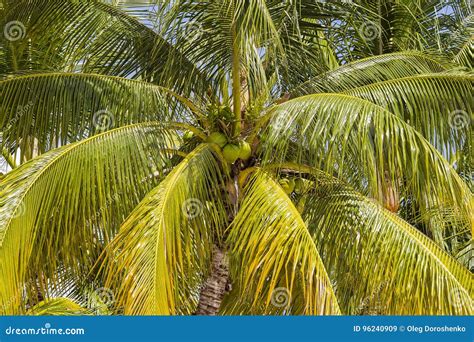 Coconuts Palm Tree Perspective View From Floor High Up Stock Image