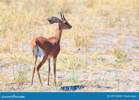 Steenbok The Smallest Of The African Antelopes Hwange National Park