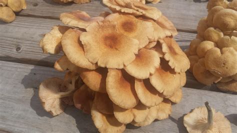 Ringless Honey Mushrooms Identifying Mushrooms Wild