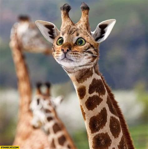 Giraffe With Cat Face Photoshopped StareCat Com