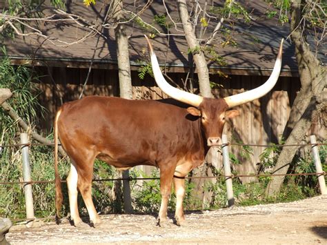 African Watusi Cattle