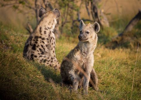 2 Hyenas On Grass Land During Daytime · Free Stock Photo